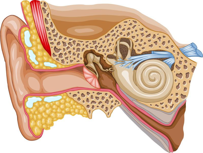 Side section view of ear and ear canal - El Paso TX