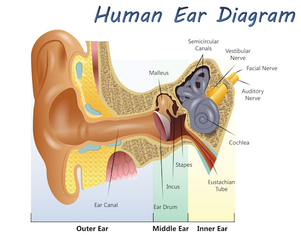 labeled picture of the ear 